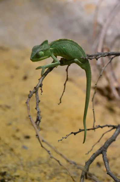 Chameleon Branch Zoo Berlin Germany — Stock Photo, Image