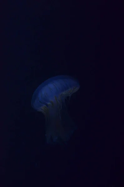 Piękna Podświetlana Meduza Akwarium Berlinie — Zdjęcie stockowe
