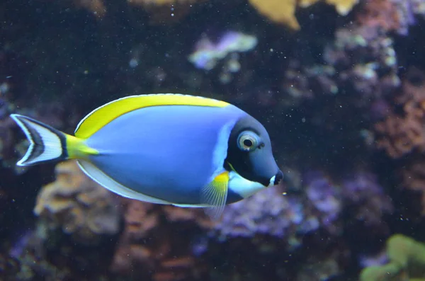 水族館の熱帯魚 ベルリン — ストック写真