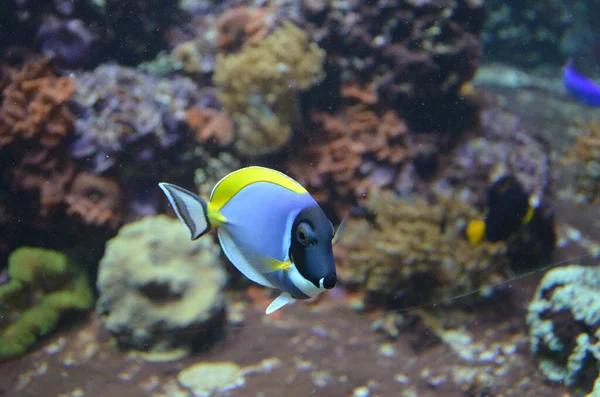 Pesci Tropicali Acquario Berlino — Foto Stock