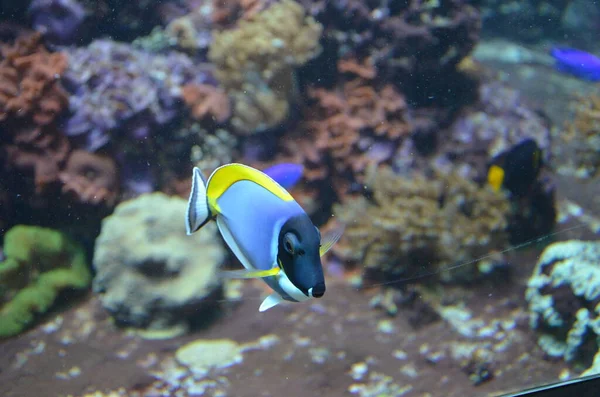 Tropische Fische Aquarium Berlin — Stockfoto