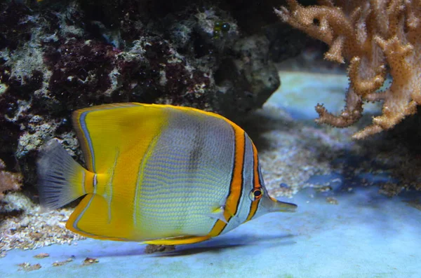 Akvaryum tropikal balık, Berlin