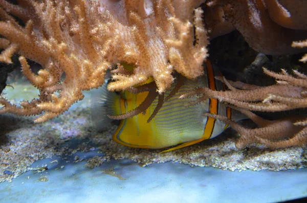 Tropical Fish Aquarium Berlin — Stock Photo, Image