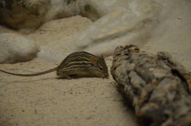 Afrika Çizgili Çimen Fare