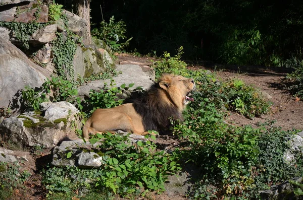 Lion Africain Relaxant Zoo Francfort Sur Main Allemagne — Photo