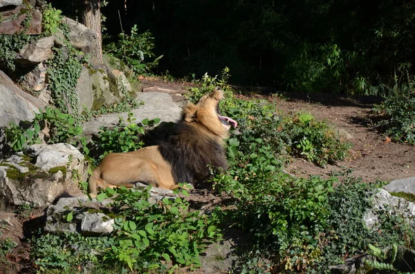 León Africano Relajándose Zoológico Fráncfort Del Meno Alemania — Foto de Stock