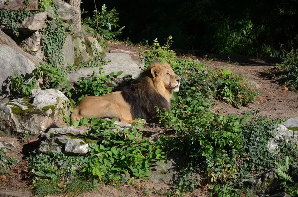 動物園でリラックスしたアフリカのライオン フランクフルトアムメイン ドイツ — ストック写真