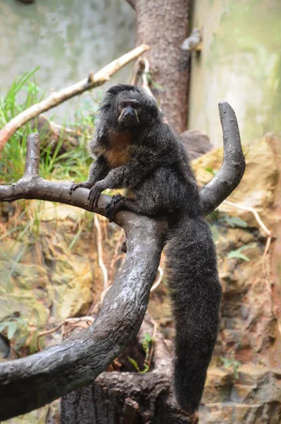 White Faced Saki Pithecia Pithecia — Stock Photo, Image