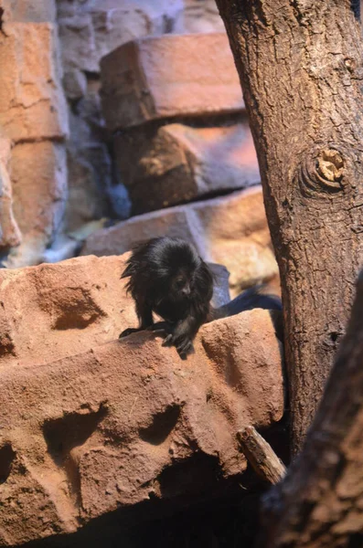 White Faced Saki Pithecia Pithecia — Stock Photo, Image