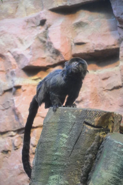 White Faced Saki Pithecia Pithecia — Stock Photo, Image