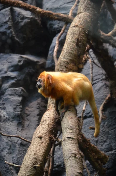 Golden Lion Tamarin Leontopithecus Rosalia — Stockfoto