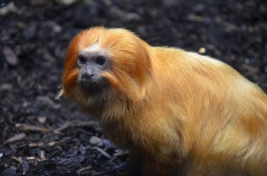 Altın Aslan pembe maymun (leontopithecus rosalia)