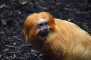 Altın Aslan pembe maymun (leontopithecus rosalia)
