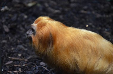 Altın Aslan pembe maymun (leontopithecus rosalia)