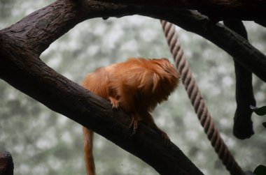 Altın Aslan pembe maymun (leontopithecus rosalia)