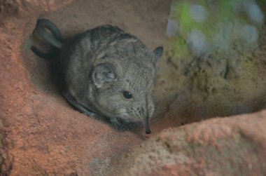 Yuvarlak kulaklı sengi (Macroscelides proboscideus), Frankfurt hayvanat bahçesi