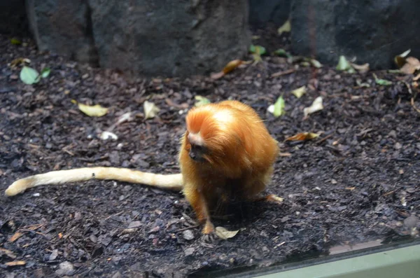 Golden Lion Tamarin Leontopithecus Rosalia — Stock Photo, Image