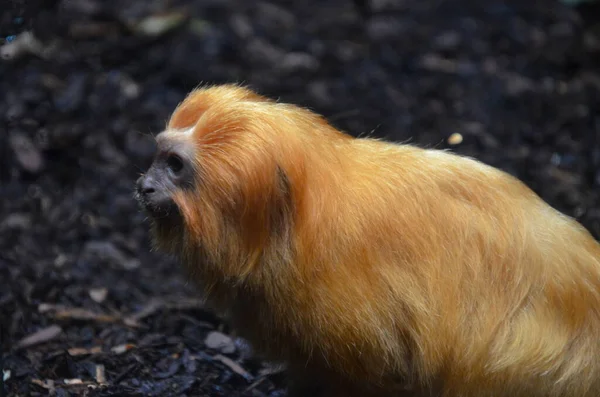 Tamarín León Dorado Leontopithecus Rosalia — Foto de Stock