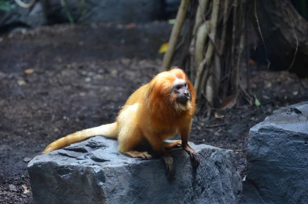 Χρυσό Λιοντάρι Τάμαριν Leontopithecus Rosalia — Φωτογραφία Αρχείου