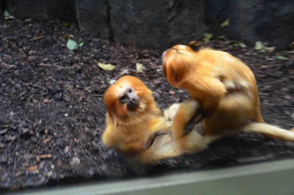 Leão Dourado Tamarin Leontopithecus Rosalia — Fotografia de Stock