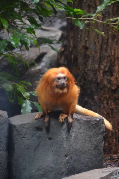 Tamarín León Dorado Leontopithecus Rosalia — Foto de Stock