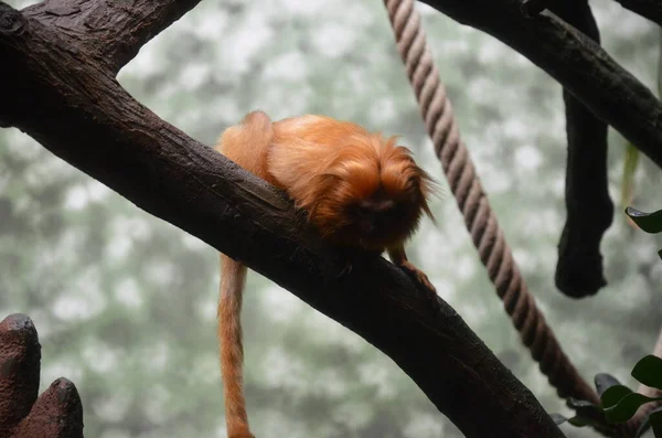 Χρυσό Λιοντάρι Τάμαριν Leontopithecus Rosalia — Φωτογραφία Αρχείου