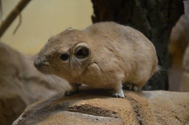 Ortak gundi (Ctenodactylus gundi), Frankfurt hayvanat bahçesi