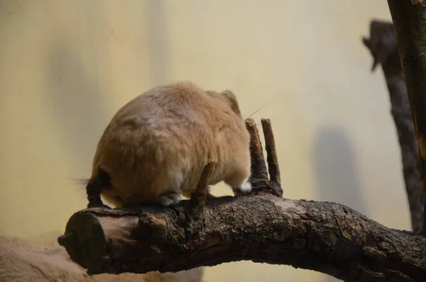 Vanlig Gundi Ctenodactylus Gundi Frankfurts Zoo — Stockfoto