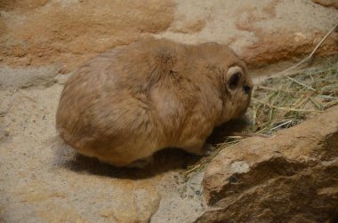 Ortak gundi (Ctenodactylus gundi)