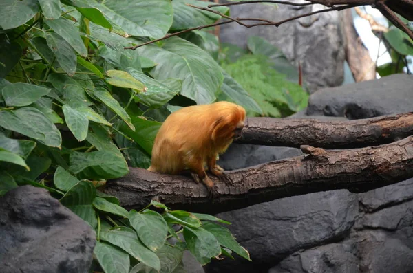 Arany Oroszlánmajmocska Leontopithecus Rozália — Stock Fotó