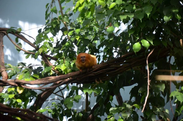 Golden Lion Tamarin Leontopithecus Rosalia — Stockfoto