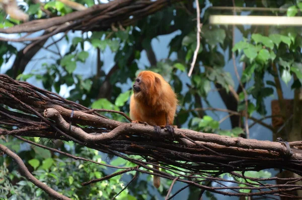 Tamarín León Dorado Leontopithecus Rosalia — Foto de Stock