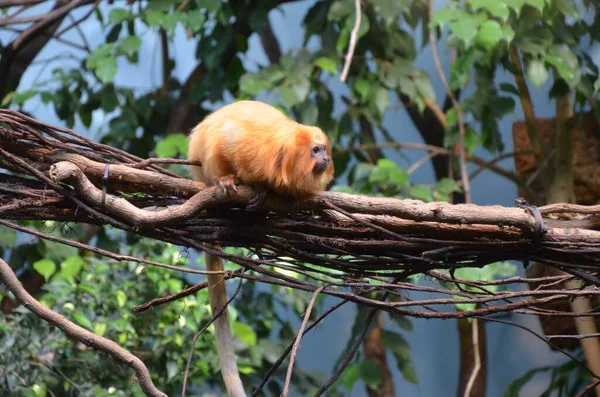 Arany Oroszlánmajmocska Leontopithecus Rozália — Stock Fotó