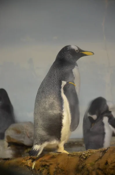 ゲントゥペンギン Pygoscelis Papua フランクフルト動物園 — ストック写真