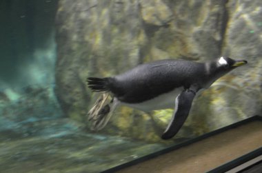 Gentoo pengueni (Pygoscelis papua), Frankfurt hayvanat bahçesi