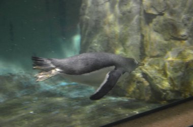 Gentoo pengueni (Pygoscelis papua), Frankfurt hayvanat bahçesi