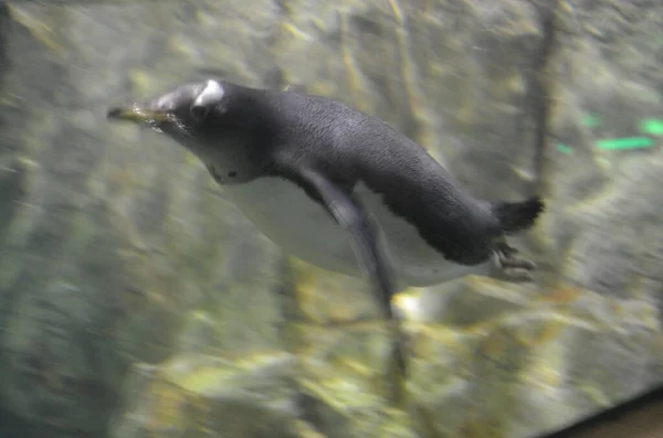 Gentoo Penguin Pygoscelis Papua Frankfurt Zoo — Stock Photo, Image
