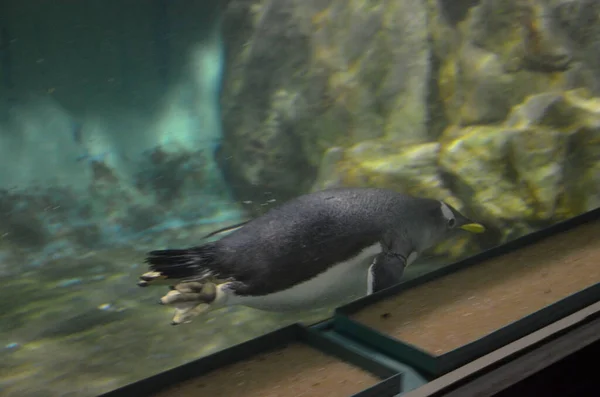 Gentoo Pingvin Pygoscelis Papua Frankfurts Zoo — Stockfoto
