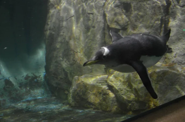 Gentoo Pinguin Pygoscelis Papua Frankfurter Zoo — Stockfoto