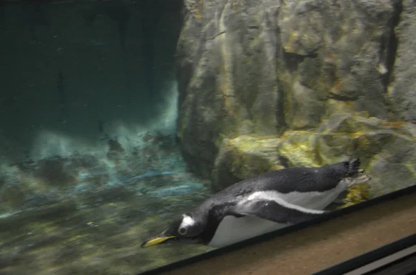 Pingüino Gentoo Pygoscelis Papua Zoológico Frankfurt — Foto de Stock