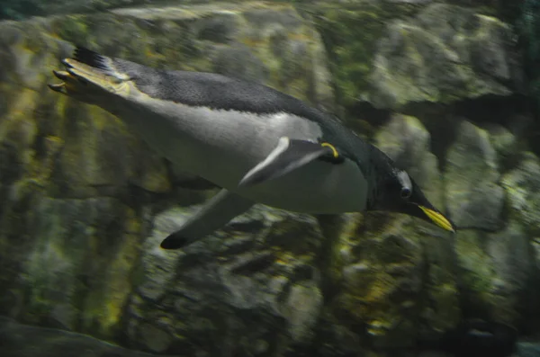 Gentoo Penguin Pygoscelis Papua Франкфуртский Зоопарк — стоковое фото