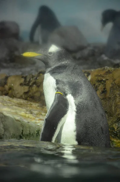 Pinguim Cavalheiro Pygoscelis Papua Jardim Zoológico Frankfurt — Fotografia de Stock