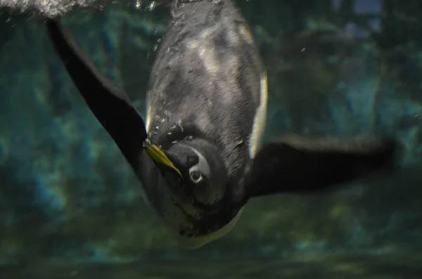 Pingüino Gentoo Pygoscelis Papua Zoológico Frankfurt — Foto de Stock