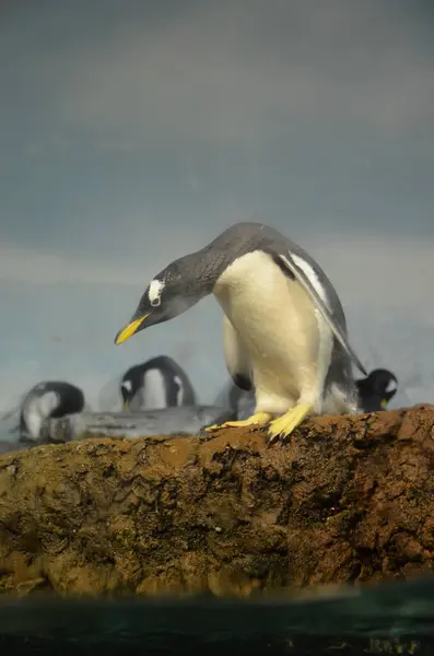 Pingouin Géant Pygoscelis Papua Zoo Francfort — Photo
