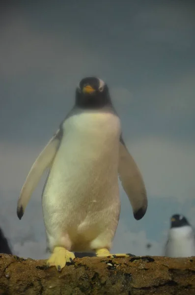 Gentoo Pinguin Pygoscelis Papua Frankfurter Zoo — Stockfoto