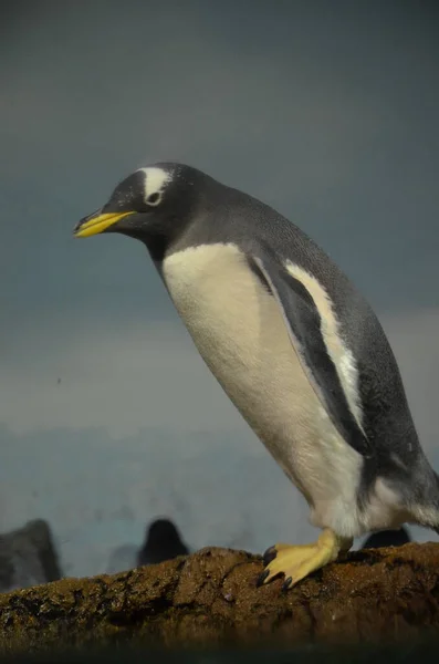 Πιγκουίνος Gentoo Pygoscelis Papua Ζωολογικός Κήπος Φρανκφούρτης — Φωτογραφία Αρχείου