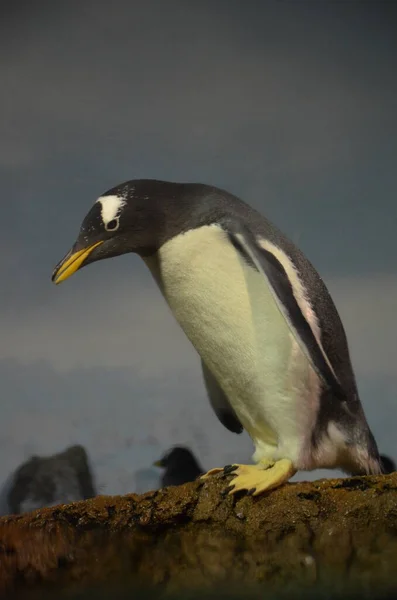 Gentoo Tučňák Pygoscelis Papua Zoologická Zahrada Frankfurtu — Stock fotografie