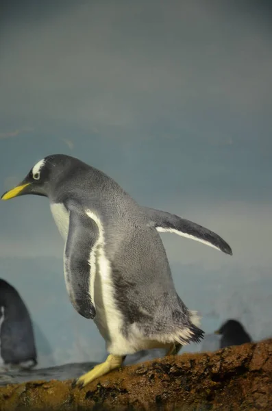 Pinguino Gentoo Pygoscelis Papua Zoo Francoforte — Foto Stock