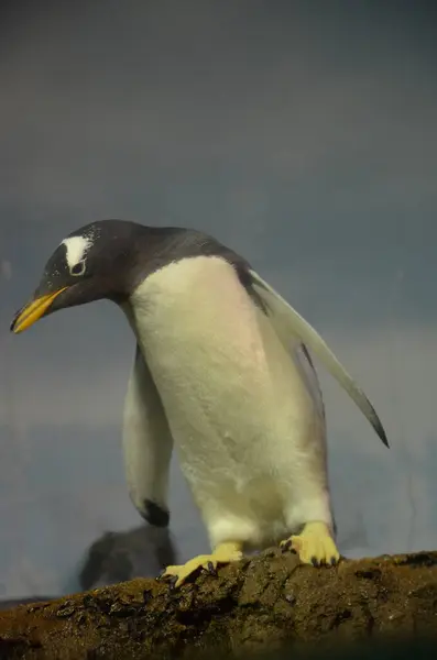 ゲントゥペンギン Pygoscelis Papua フランクフルト動物園 — ストック写真