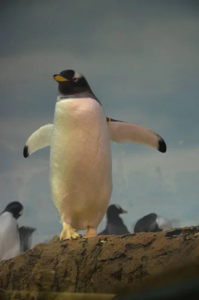 Gentoo Penguin Pygoscelis Papua Frankfurt Zoo — Stock Photo, Image